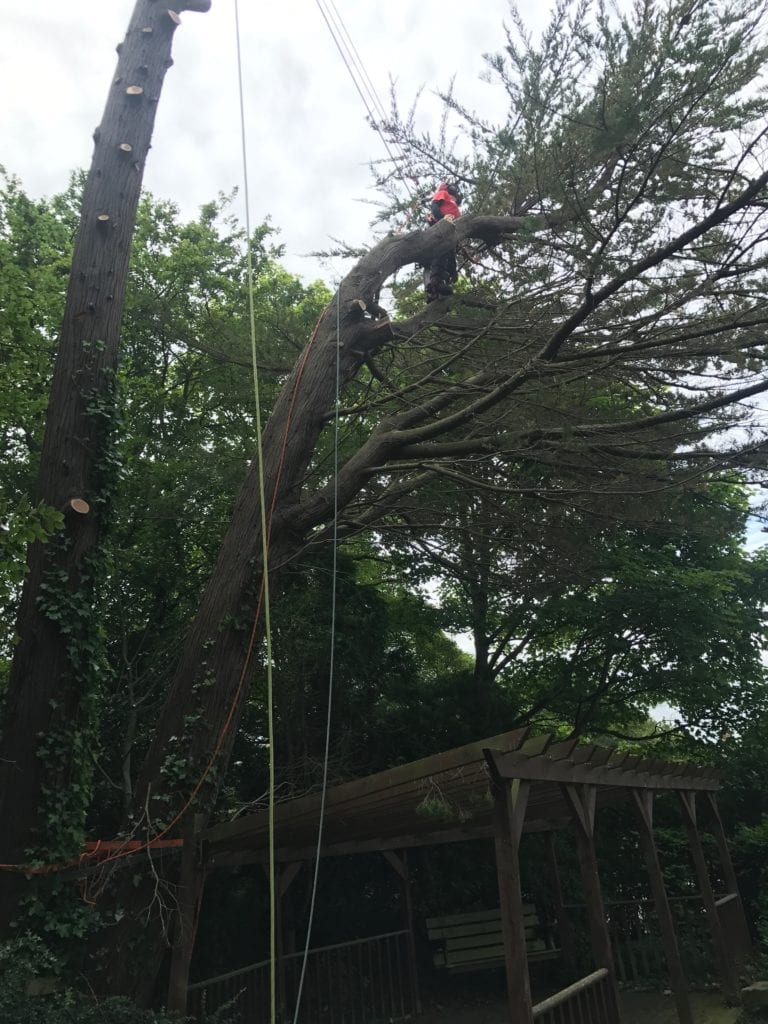 trees rigging targets
