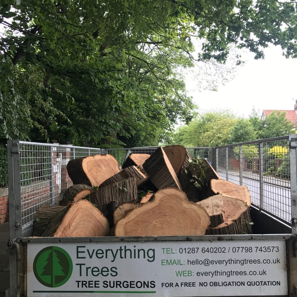 timber logs everything trees