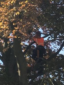 #whitby #treework #treesurgeon