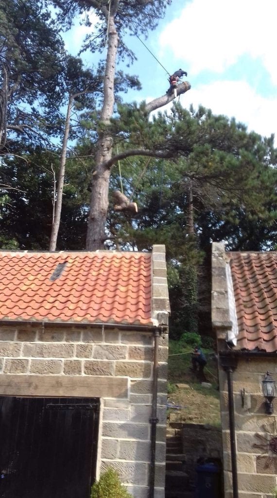 #arborist #everythingtrees #treesurgeon #whitby #northyorkshire #arblife #localtreework #treework #climber #treeclimber #arblife #tree #trees #forestry #arboristsofinstagram #arboriculture #treeremoval #treesurgeonwhitby #Whitby #treesurgeonswhitby