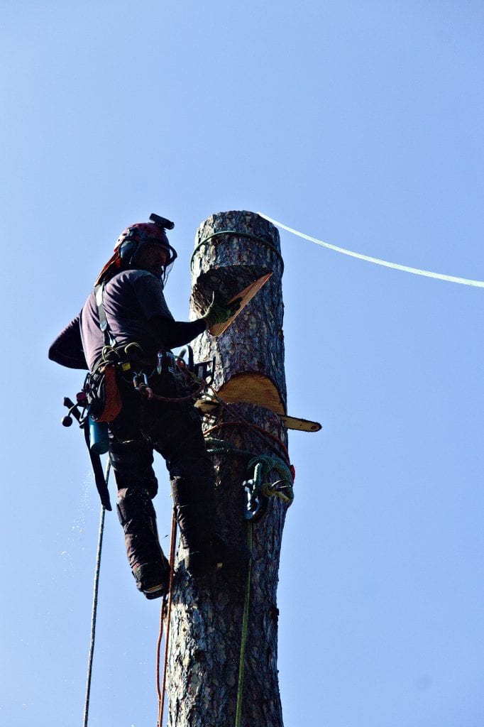 Rigging a big pine tree. We have the experience and #arborist #everythingtrees #treesurgeon #whitby #northyorkshire #arblife #localtreework #treework #climber #treeclimber #arblife #tree #trees #forestry #arboristsofinstagram #arboriculture #treeremoval #treesurgeonwhitby #Whitby #treesurgeonswhitby
