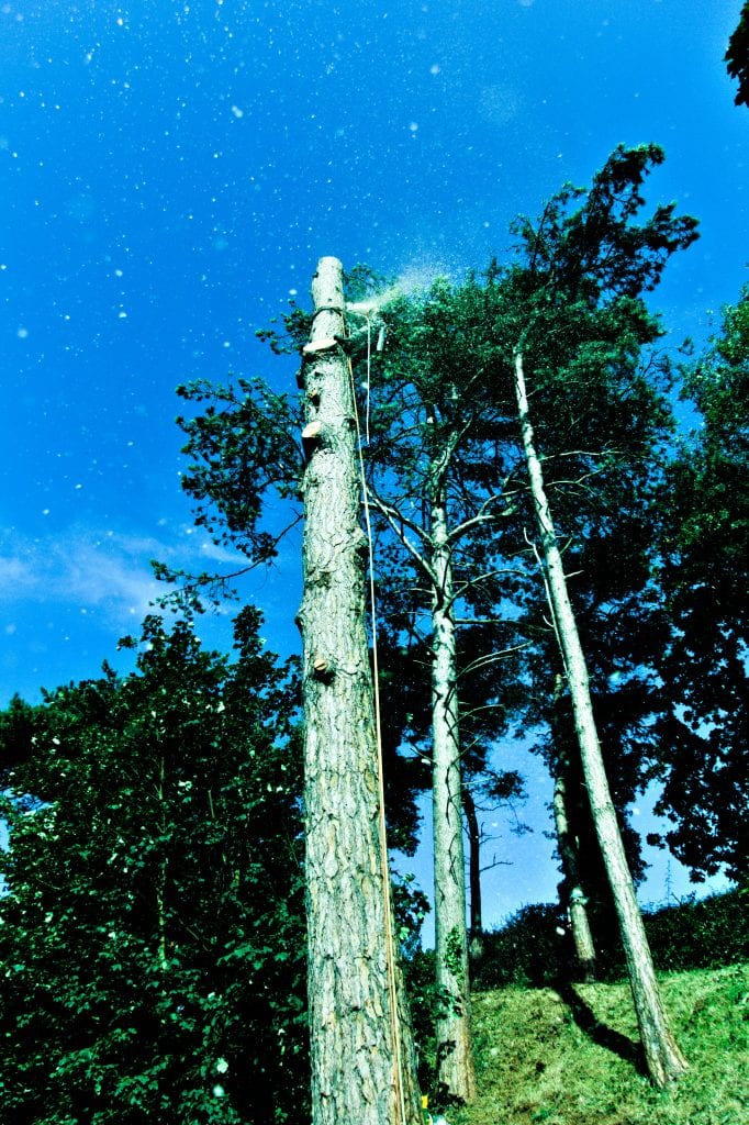 #arborist #everythingtrees #treesurgeon #whitby #northyorkshire #arblife #localtreework #treework #climber #treeclimber #arblife #tree #trees #forestry #arboristsofinstagram #arboriculture #treeremoval #treesurgeonwhitby #Whitby #treesurgeonswhitby