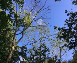 Ash dieback tree removal service in Whitby, North Yorkshire.