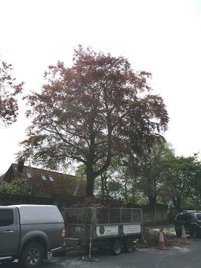 Light pruning of a Beech tree by a tree surgeon in Whitby.