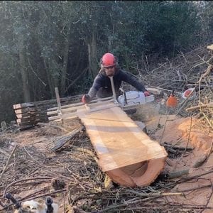 forestry and milling