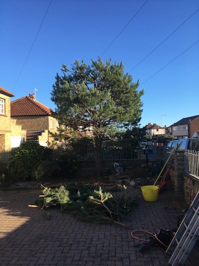 Pine tree pruning in Whitby North Yorkshire.