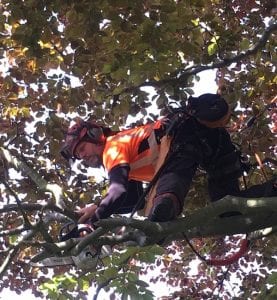Tree surgeon pruning a tree in Guisborough.