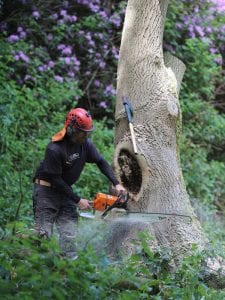Tree removals in Whitby, North Yorkshire.
