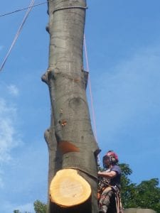 Large tree removal in Guisborough.