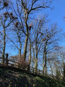 Tree surgeon removal Whitby surgery rotten