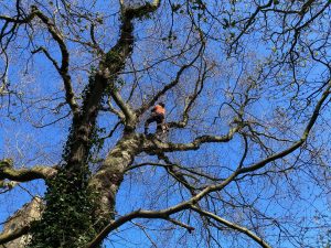 tree surgeons deadwood elm tree Whitby Hinderwell
