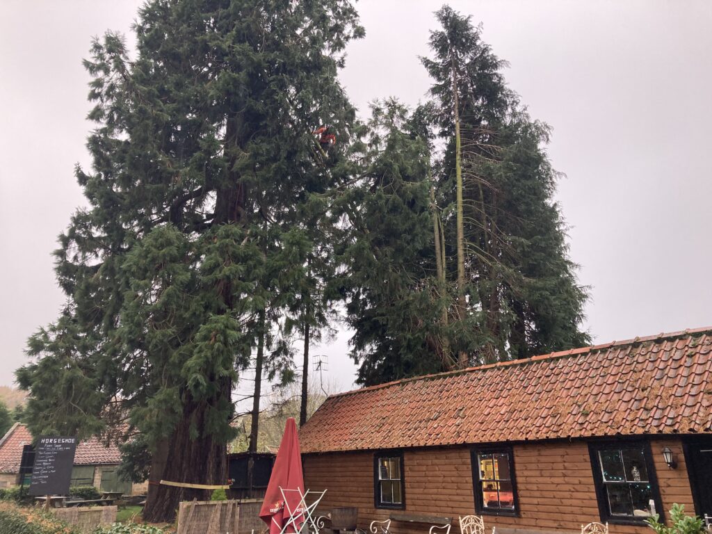 Storm damaged tree in Egton Bridge near Whitby | Everything Trees