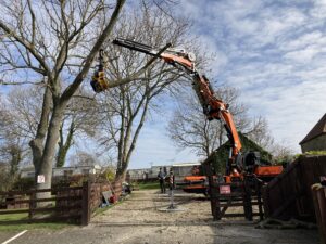 Everything Trees, Hinderwell Whitby, Grapple saw cutting and lifting limb